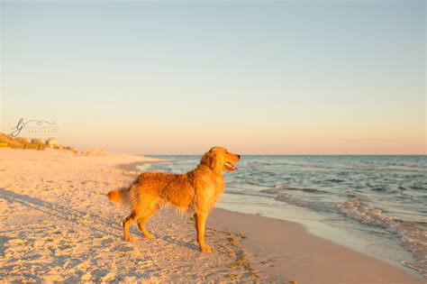 dog friendly hotels in panama city beach|Panama City Beach pet